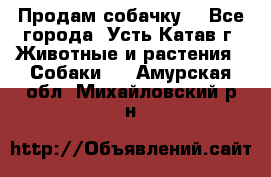 Продам собачку  - Все города, Усть-Катав г. Животные и растения » Собаки   . Амурская обл.,Михайловский р-н